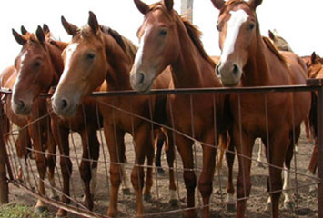 Организация деятельности по разведению лошадей в Акмолинской области