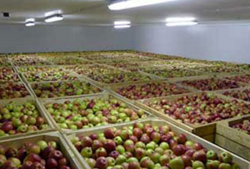 Организация деятельности фруктохранилища ёмкостью 2 200 тонн в Алматинской области