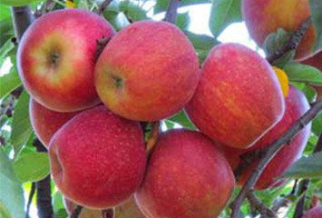 Организация выращивания яблоневого сада