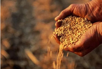 Выращивание пшеницы в Акмолинской области